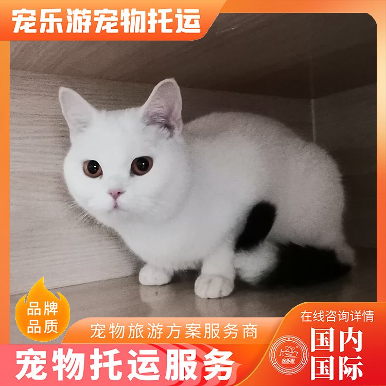 宠物托运9.jpg